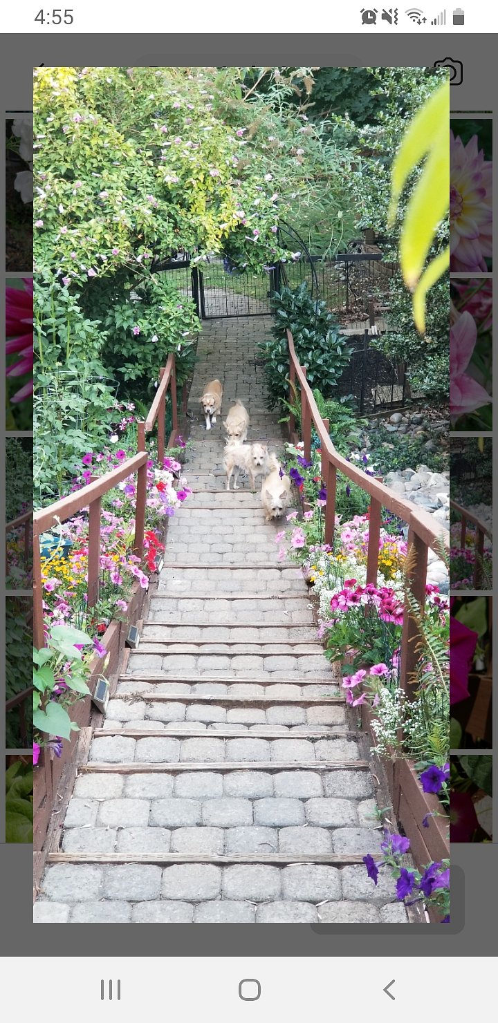 Steps to your Home, with flower boxes and welcoming committee