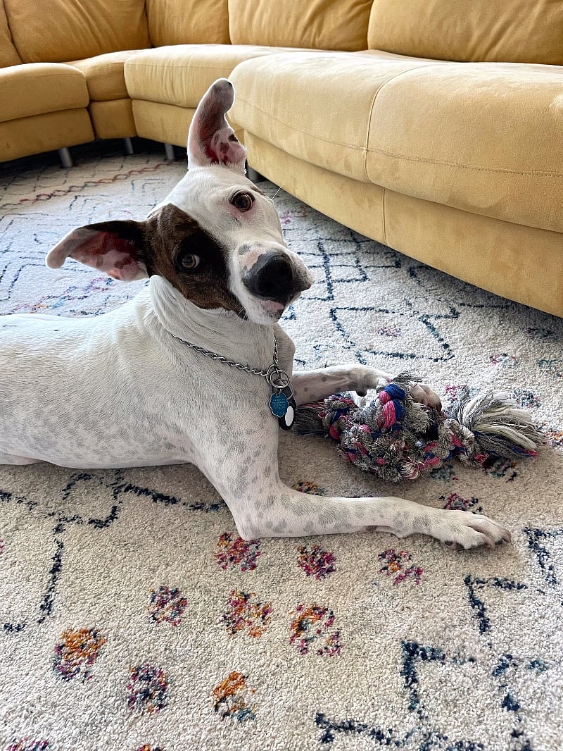 Our friendly pup who's not a big barker. Loves to say hello and show you his favorite toy.