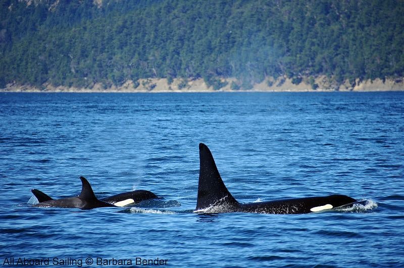 Sailing on Puget Sound you can see Orca Whales
