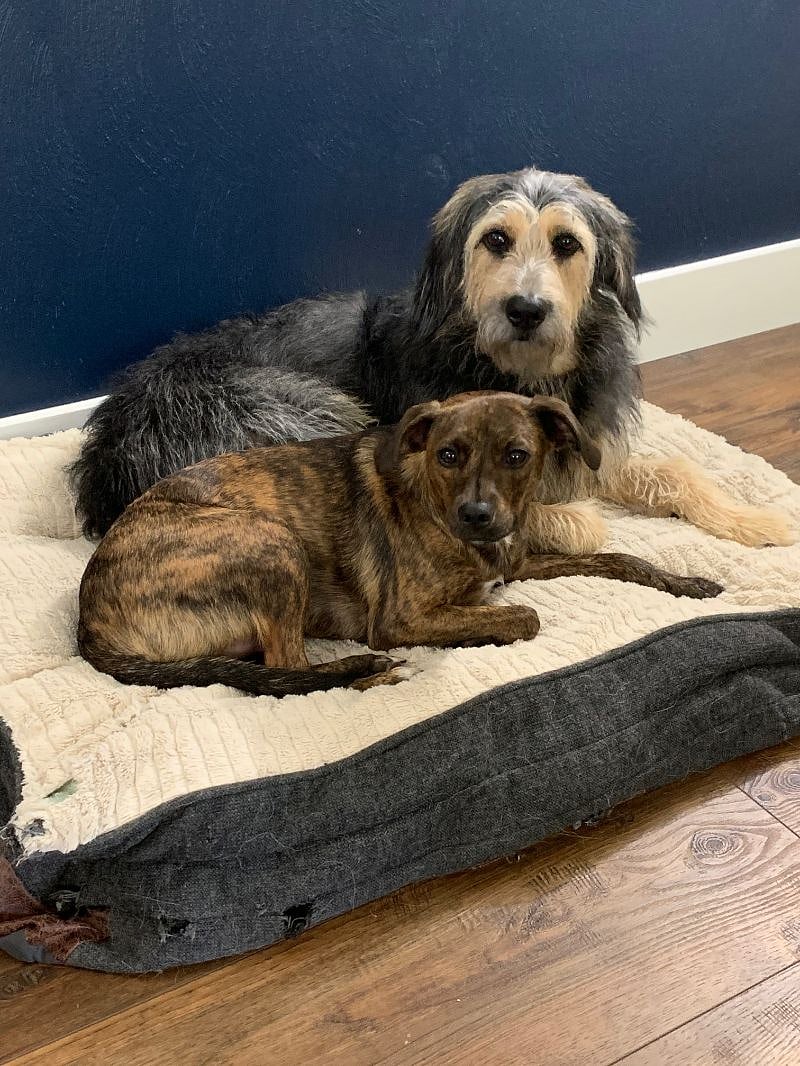 dog roommates