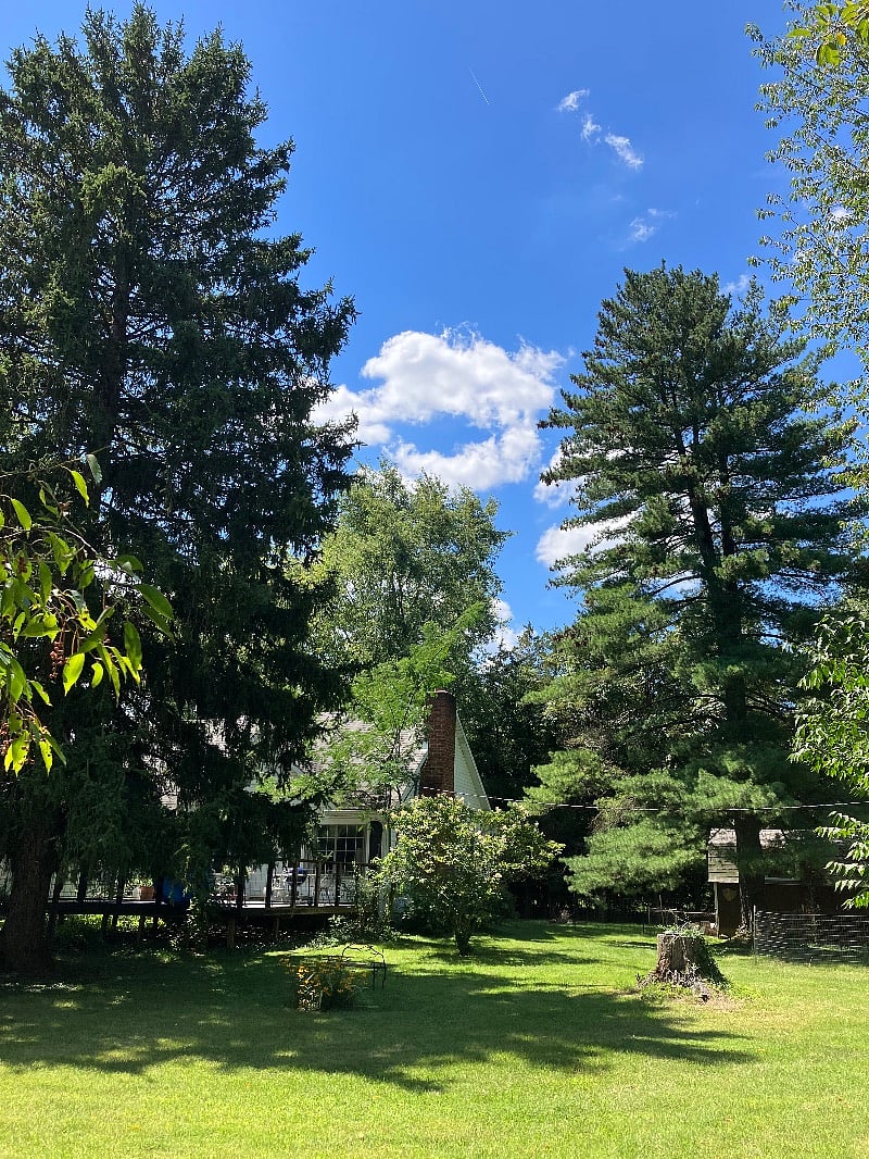 Mature trees on property