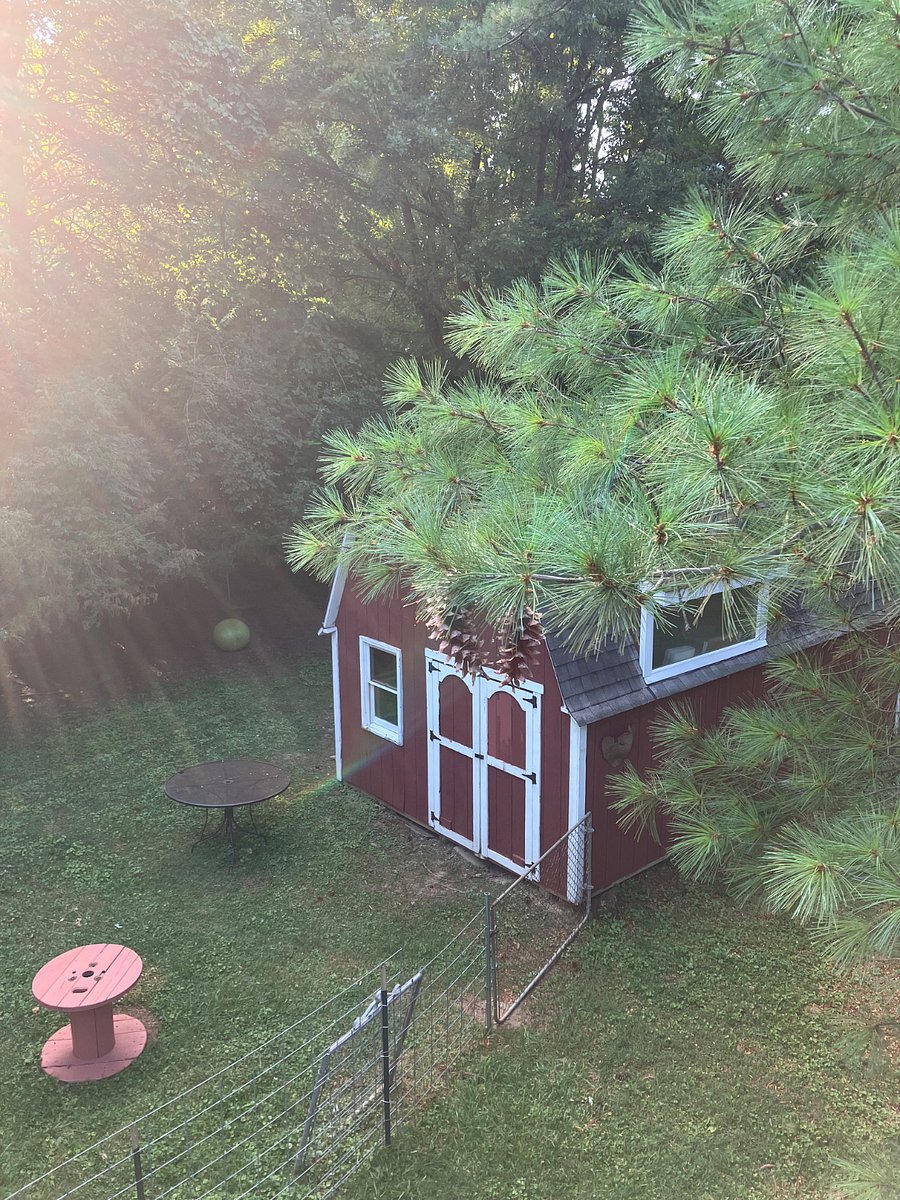 View from your balcony of backyard barn with goats and mature pine tree.
