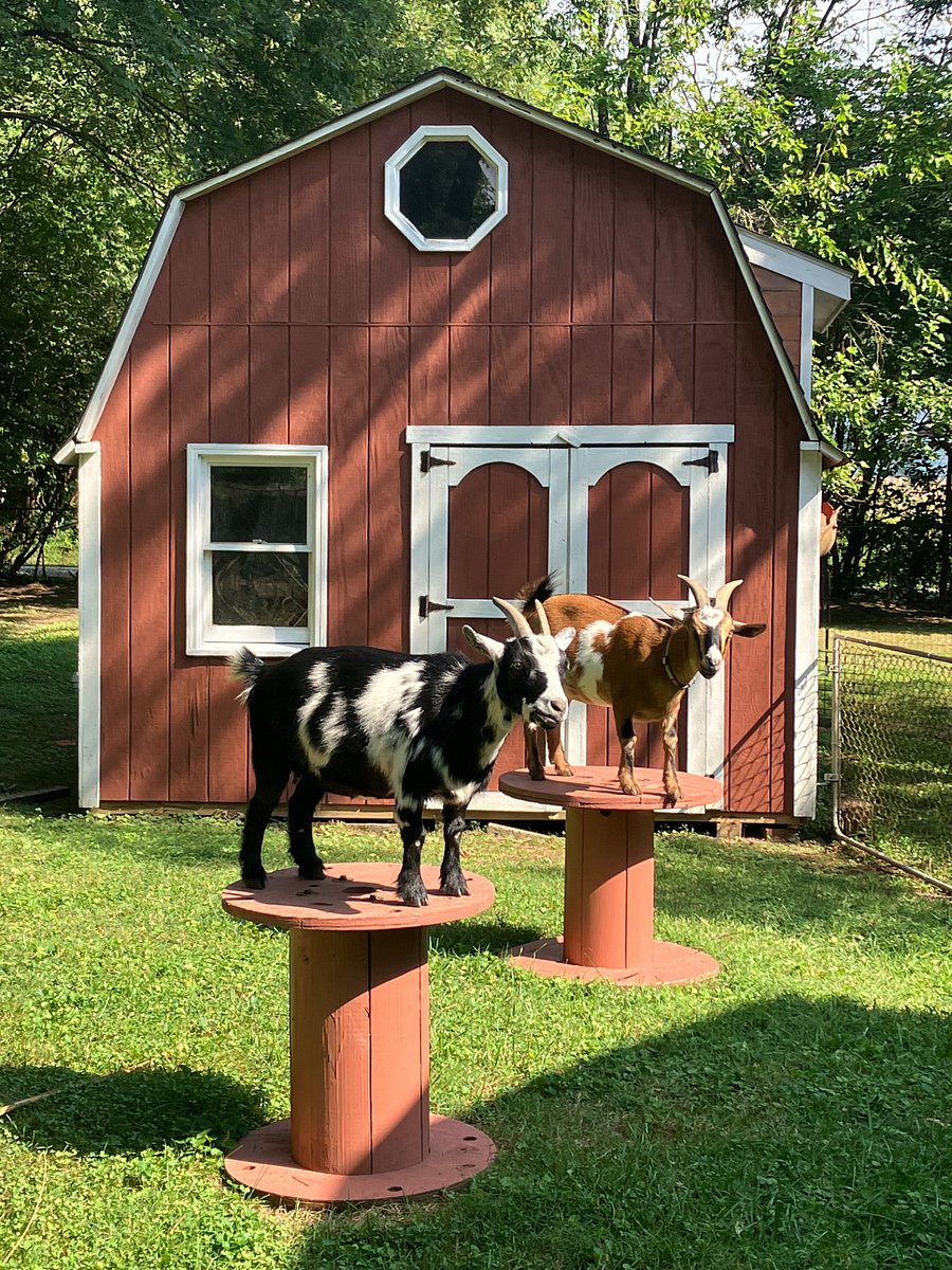 Pumpkin and Nutmeg my miniture goats are people friendly and amusing to watch.