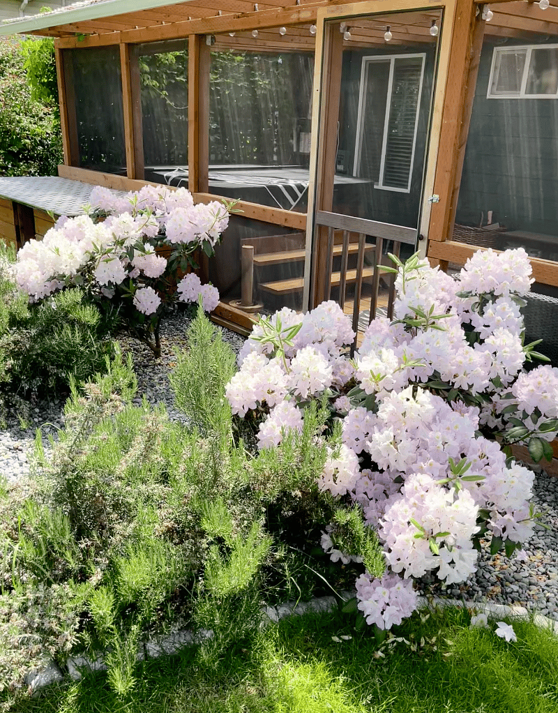 Rhododendrons
