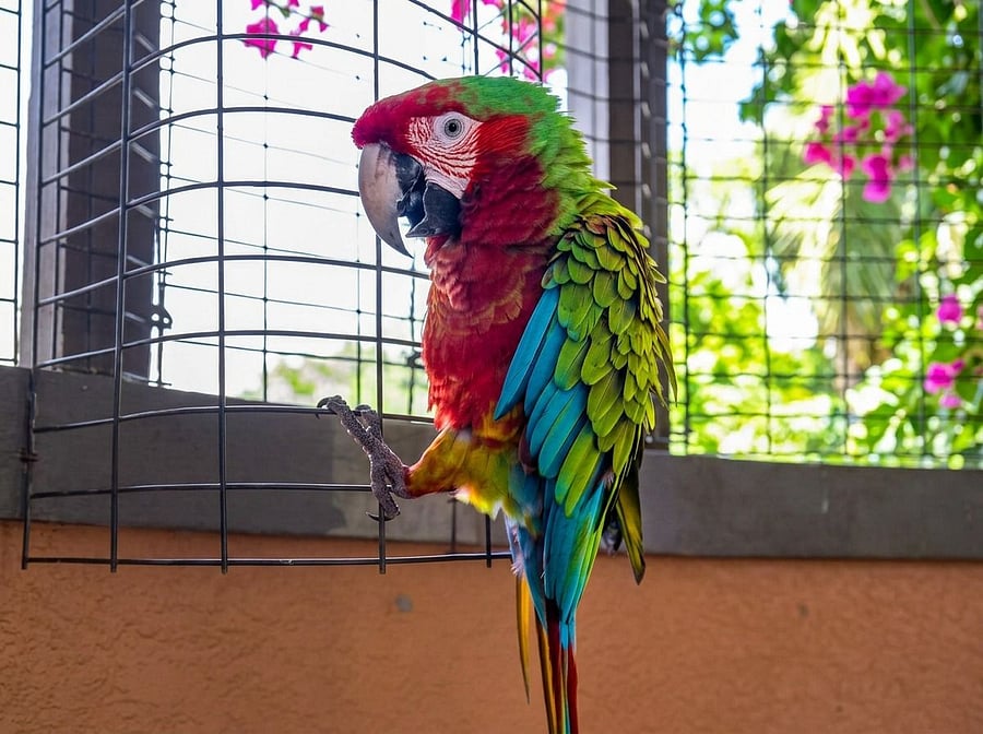 Meet JO, our miligold macaw