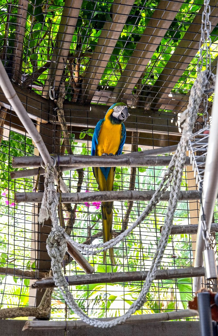 meet MO, our blue & gold macaw