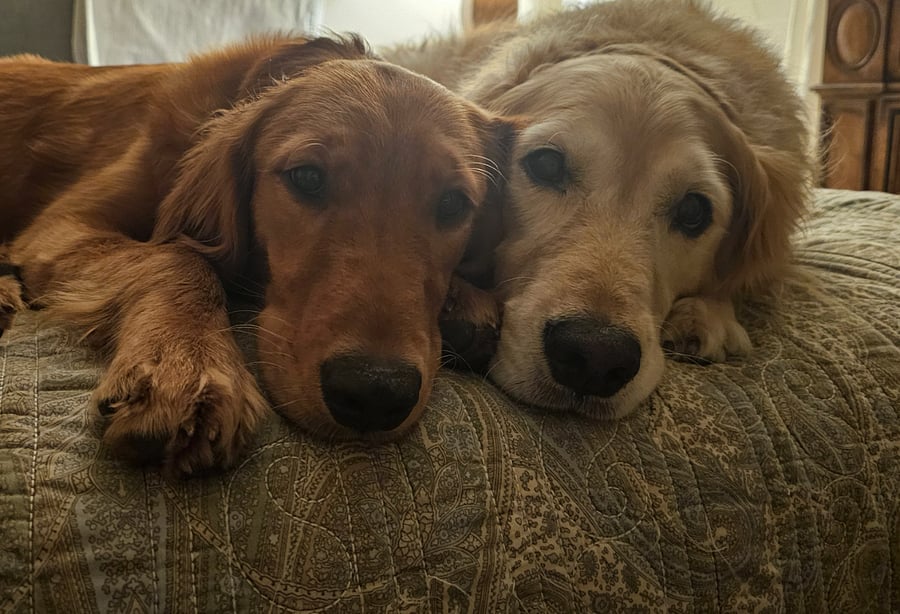 Furnished Finder property 395665_1 photo 4