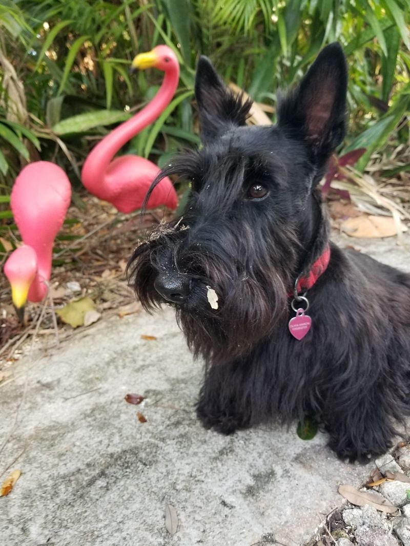 Coco, small dog on property