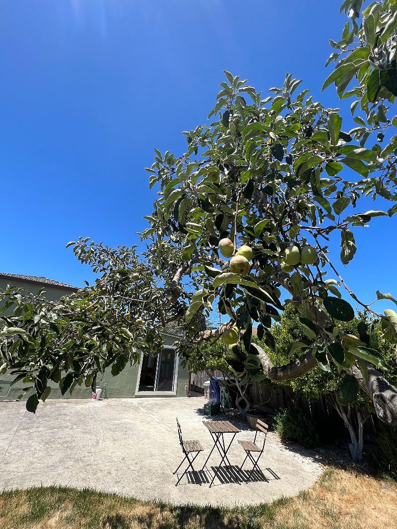 Apple Tree
