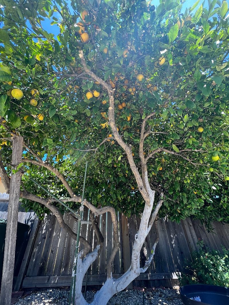 Lemon Tree