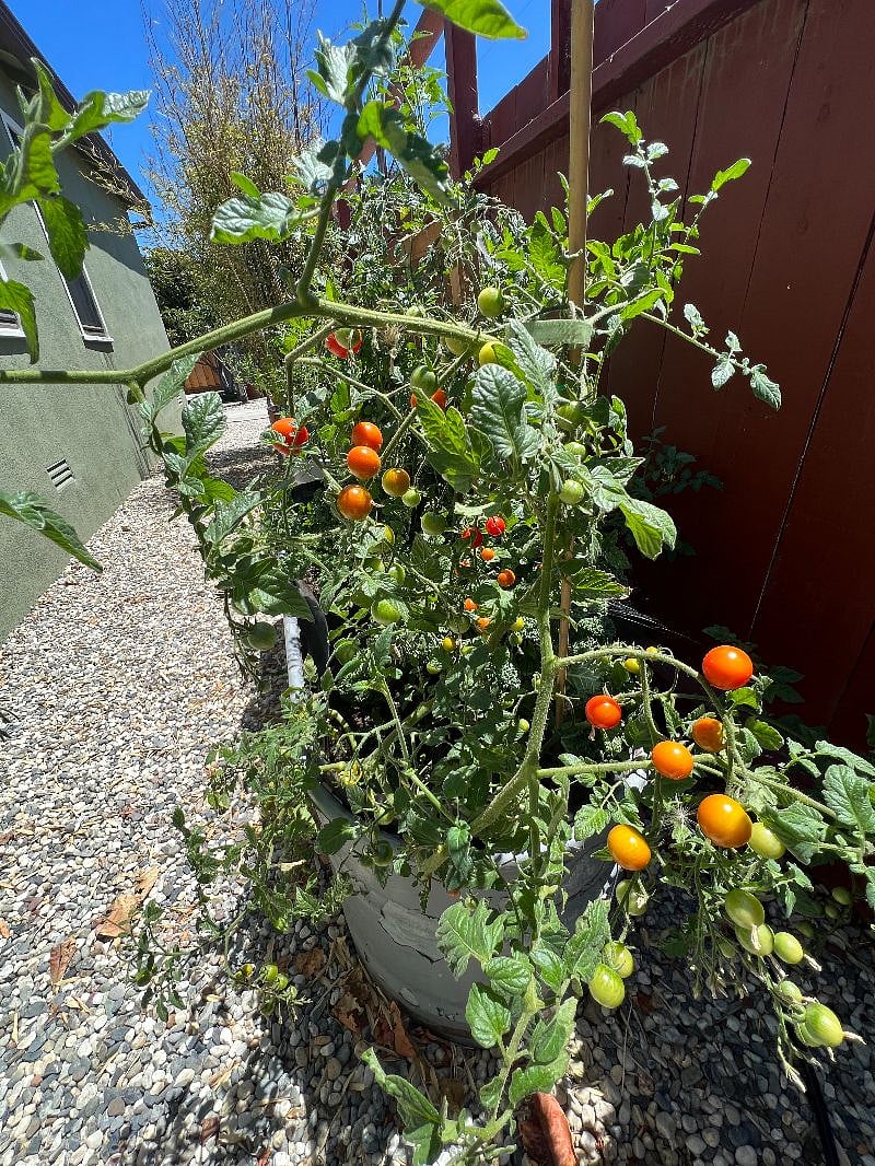 Organic Garden with Lots of Veggies & Fruit