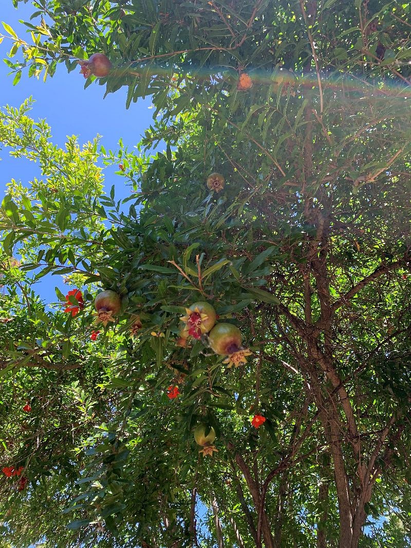 Backyard trees: pomegranate, lemon, persimmons