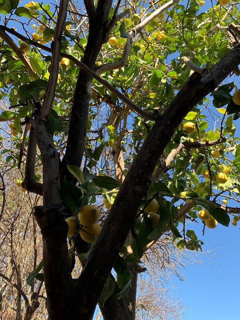 Lemon tree