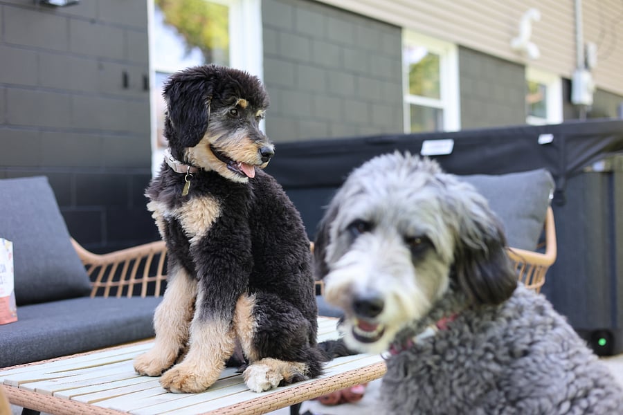 Your new best friends! Margo (left) and Ivy (right).