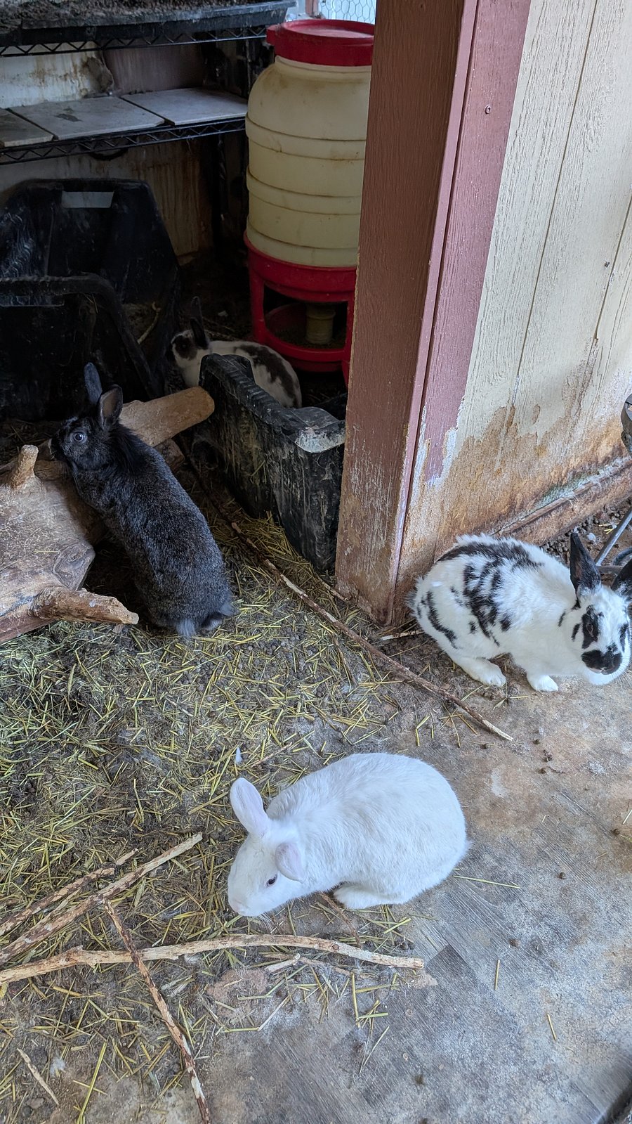 Bunnies, yes, they do cuddle sometimes.