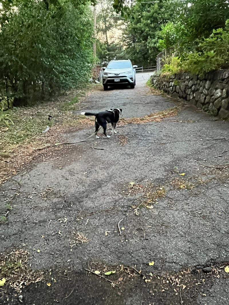 Friendly dog