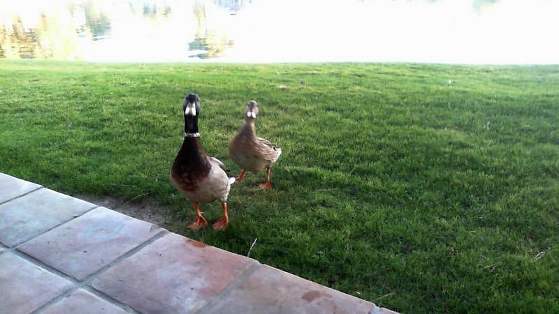 Visitors - please no feeding the ducks per HOA 
