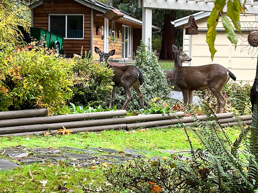 Wildlife comes and goes.