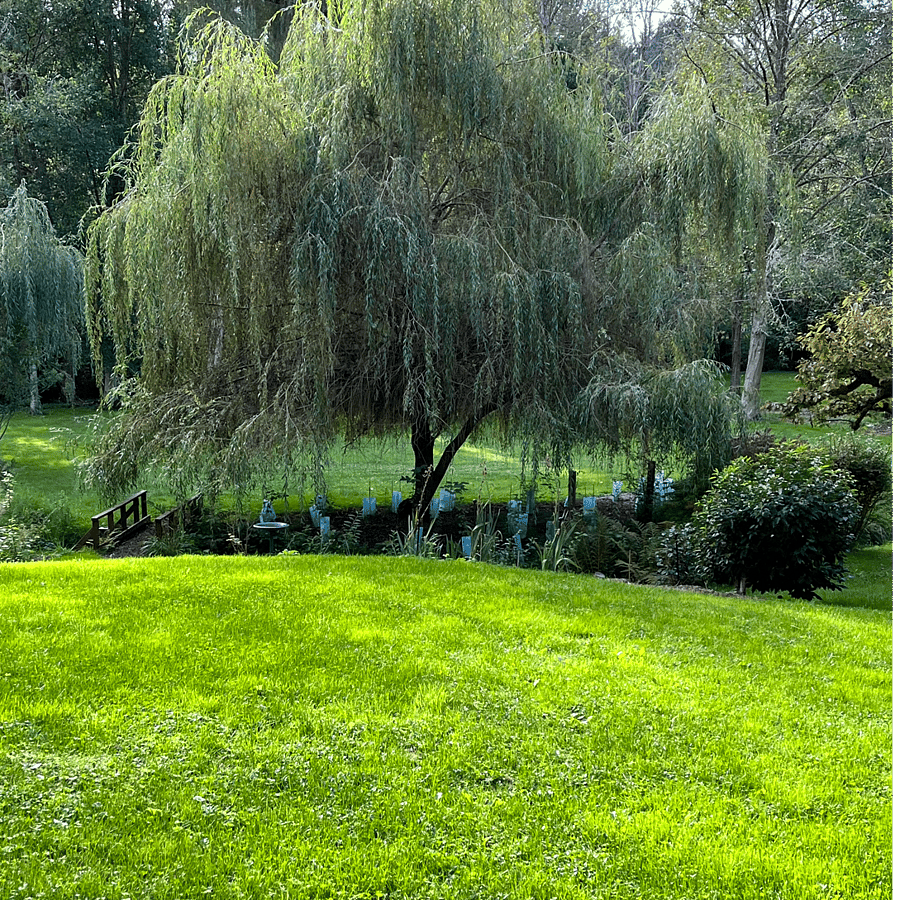 The Meadow with Creek