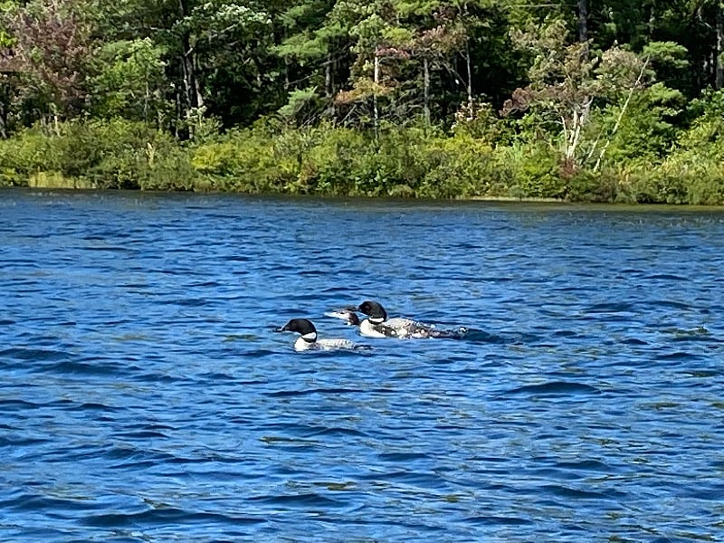 Loons in the pond. 