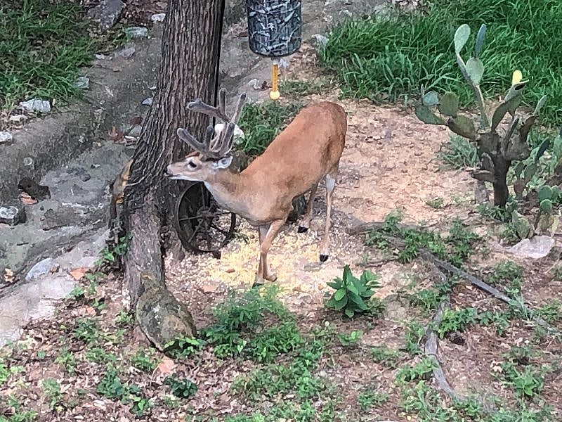 Backyard wildlife.
