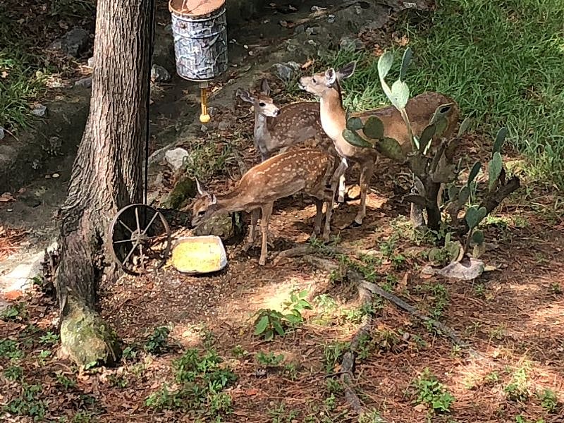 Doe with twin fawns.
