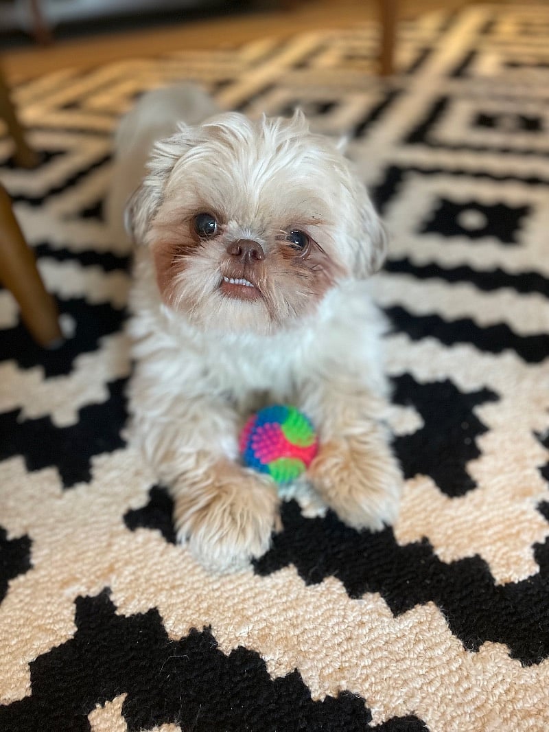 This is Muki, he is a 1.5 year old male Shitzhu. He loves people and animals!
