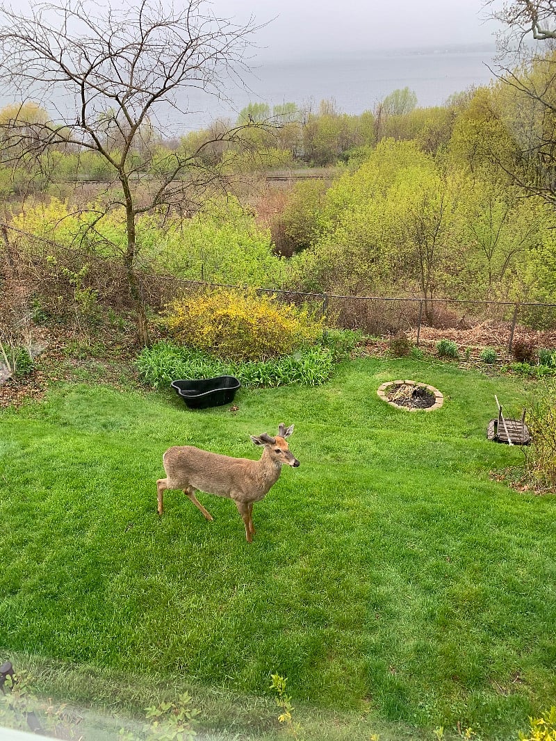 Backyard has a nice firepit. Deer are ocasional visitors!