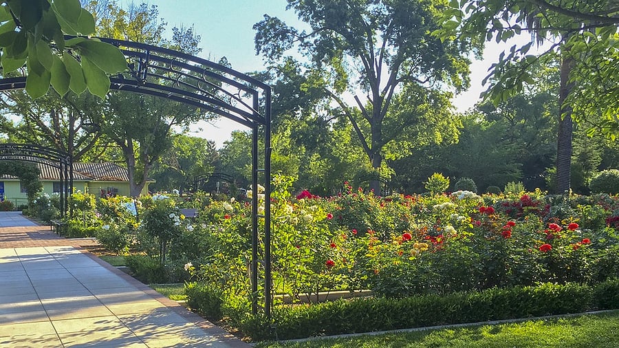 McKinley Park Rose Garden