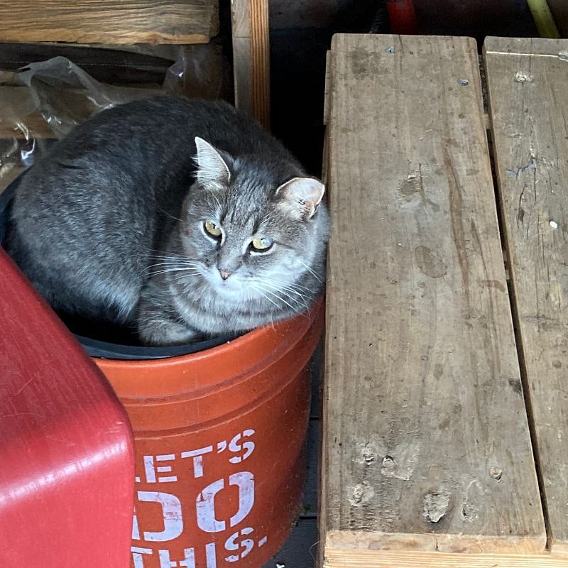 Raine is an outdoor cat. She'll let me pet her while she's eating. Both cats will sometimes come into the kitchen when the backdoor is open to let me know they're hungry, but they don't inhabit the rest of the house.