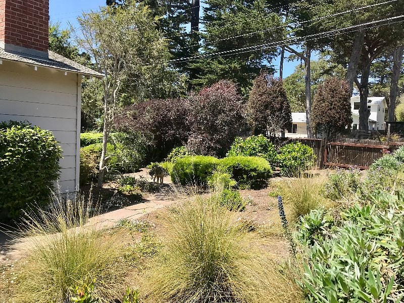side yard