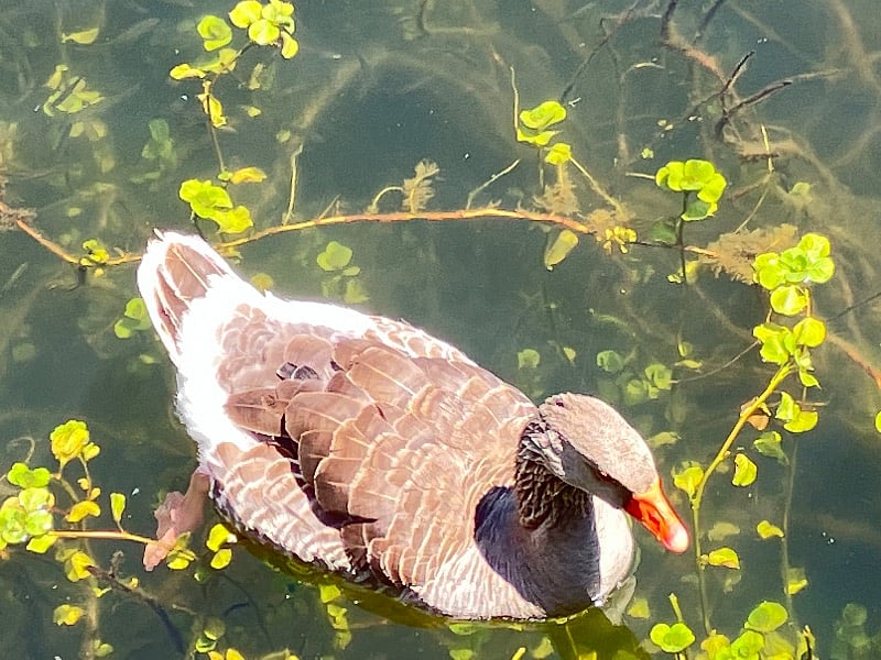 You might be making friends with this little guy at the river.He loves Cheerios!