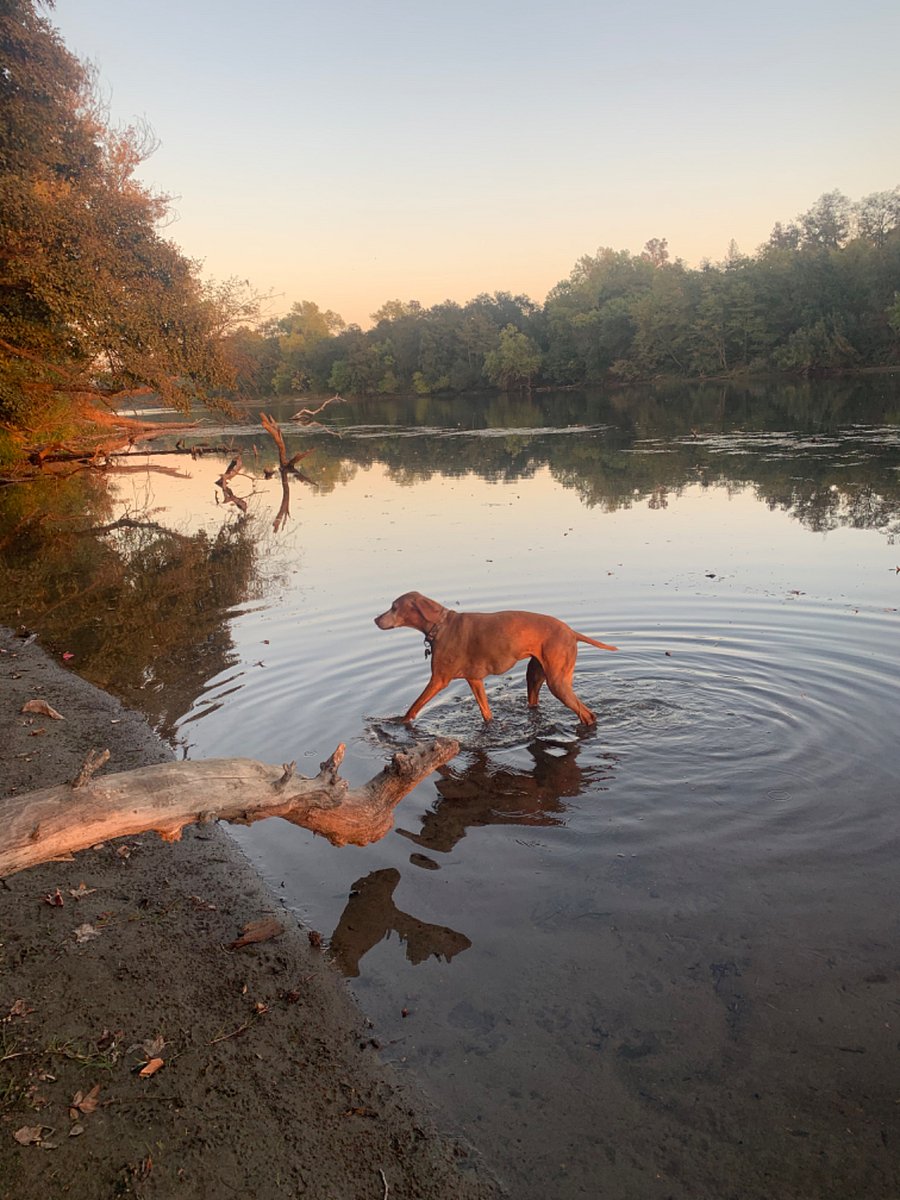 Fun stress relief to take a walk to the river and watch the dogs,ducks and geese just enjoying life.