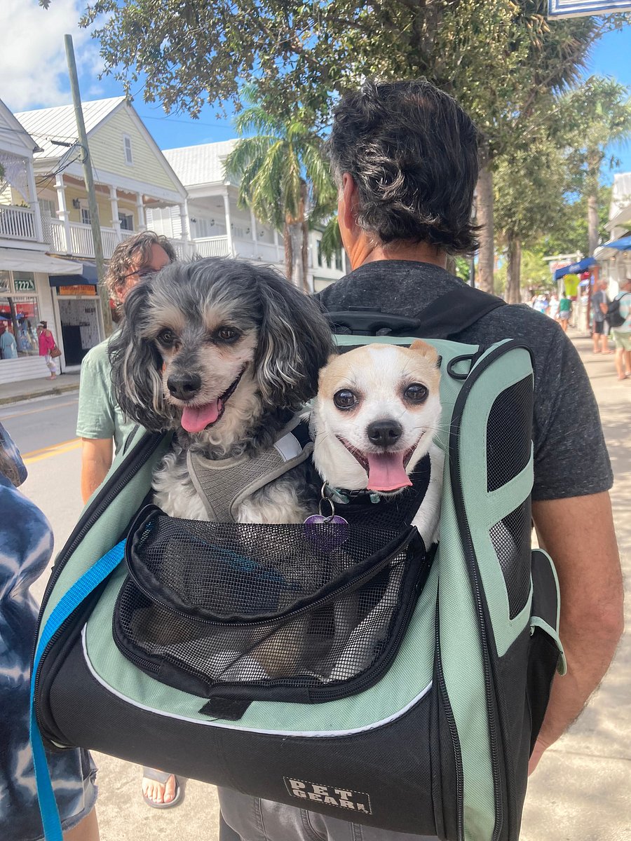 Cheeto(the Angry Chihuahua), with his cousin Kiki