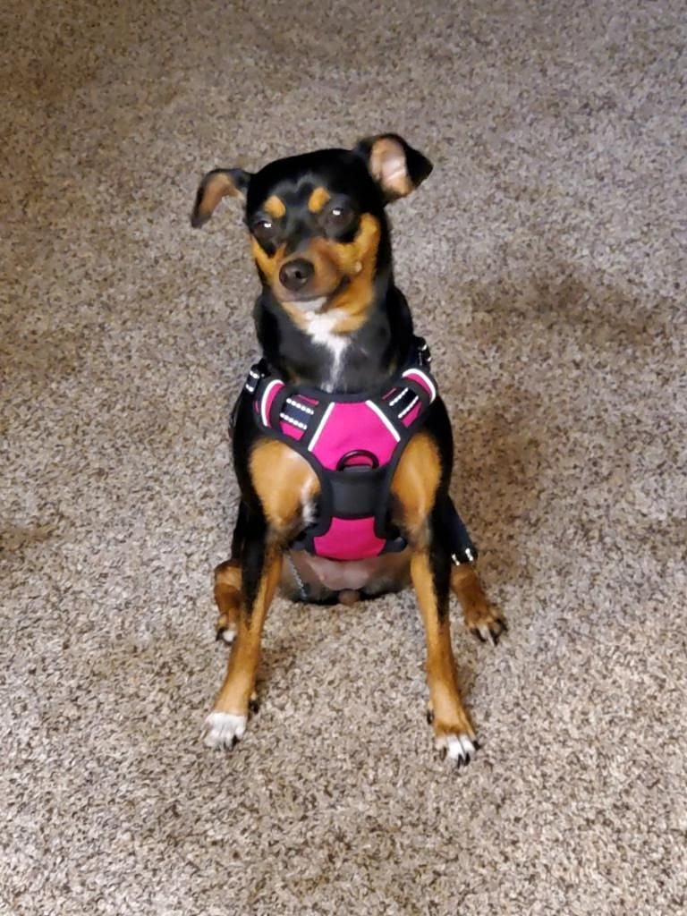 Sugar and spice enjoyed their stay, at the angry Chihuahua,  (this is sugar)