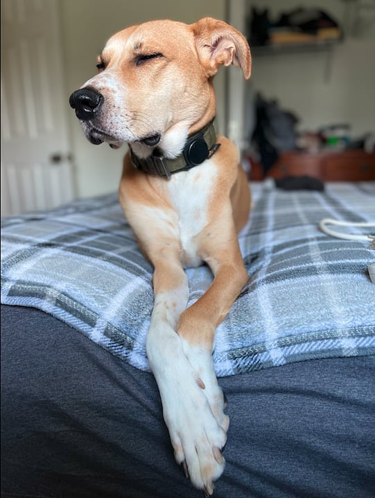 Groot was a great Social distancing alert dog during the pandemic