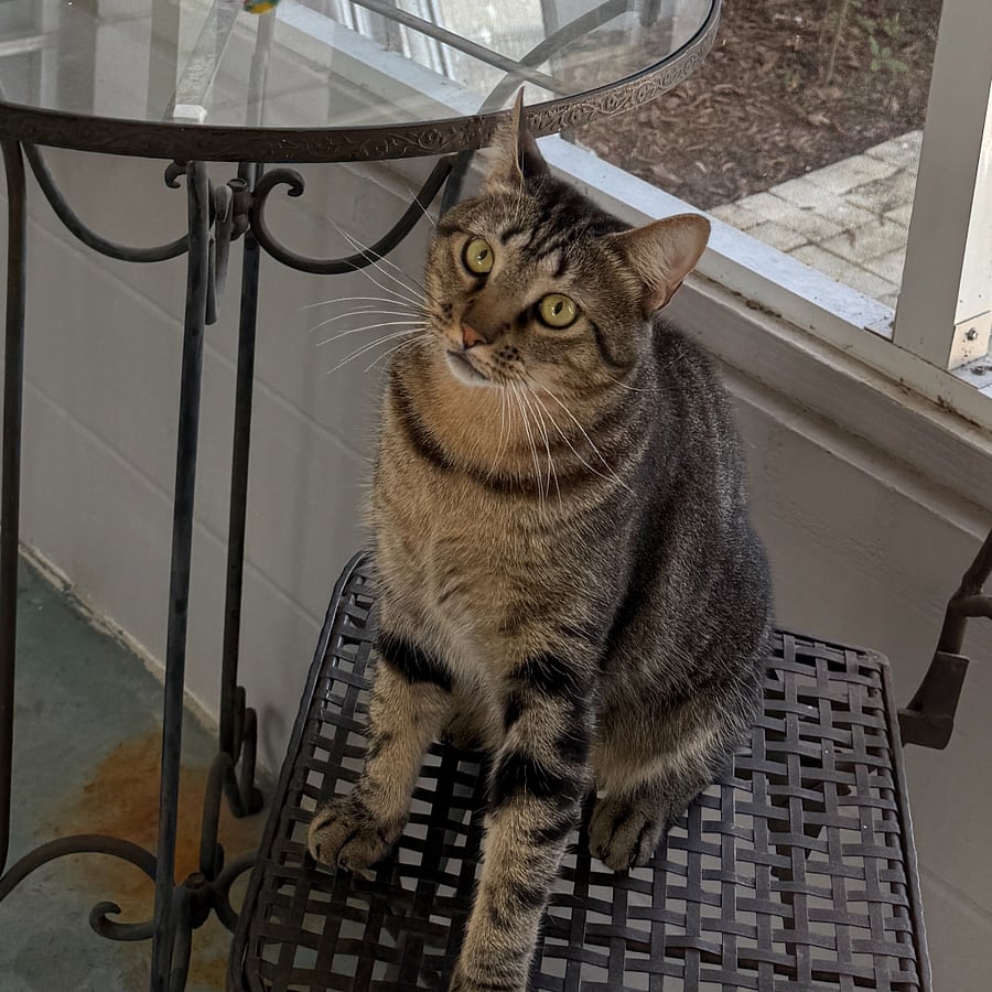 Milo, your porch cat