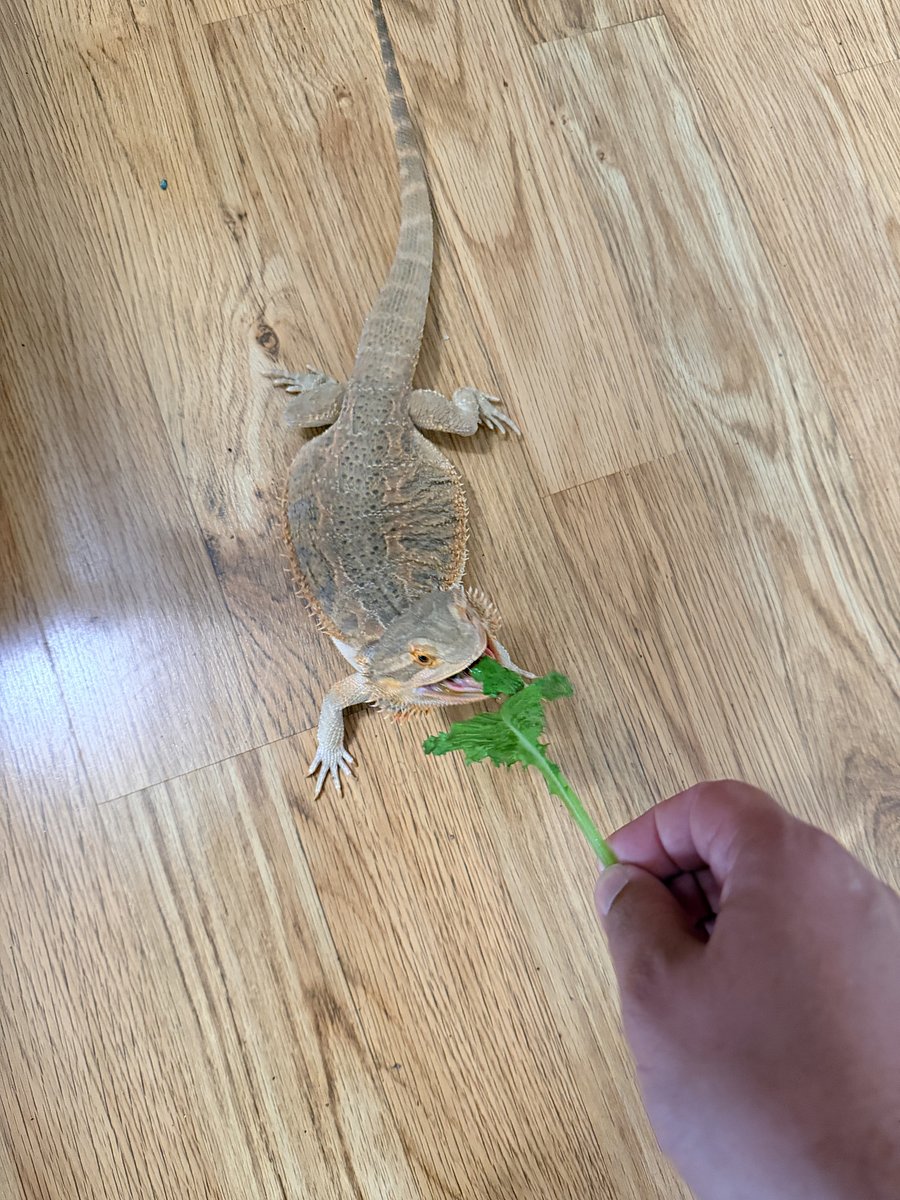 Only well trained Dragons (Non-Fire Breathing) allowed please