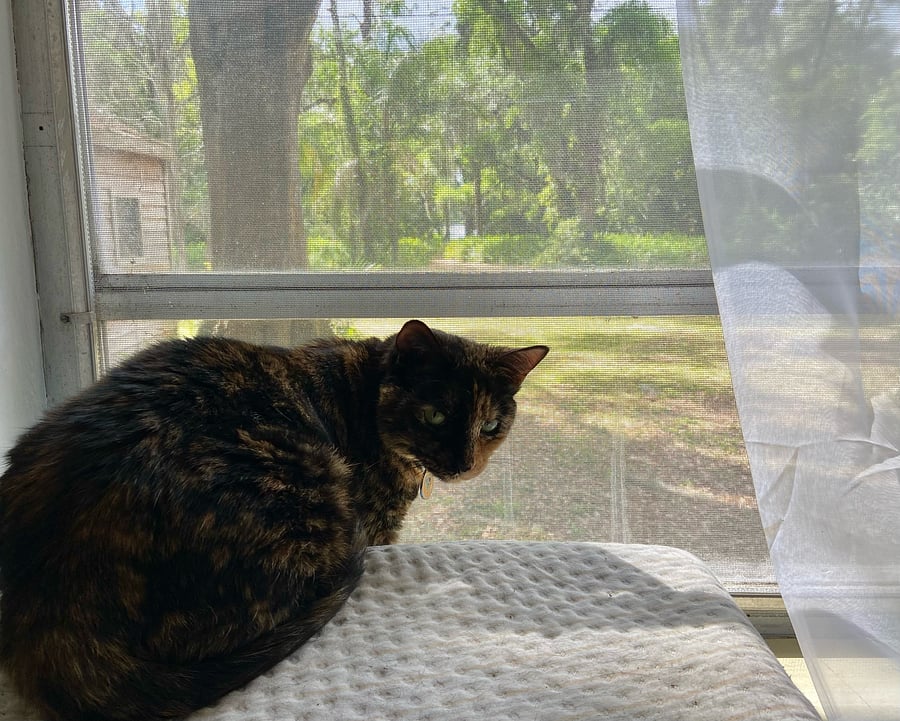 Jobi on guard duty in 2024