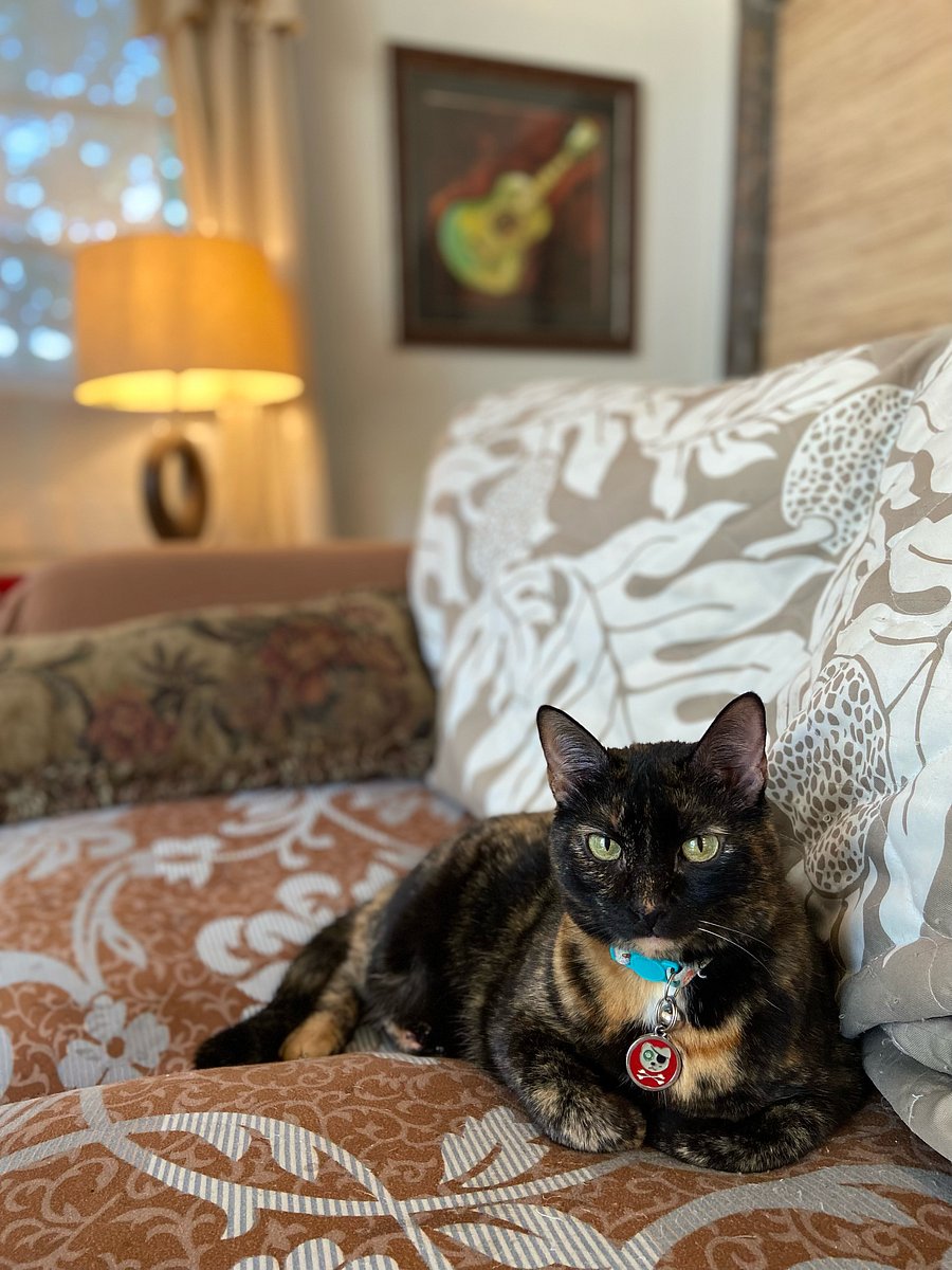 Kili enjoying the afternoon
