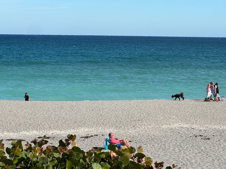 Beautiful local beach, dog friendly