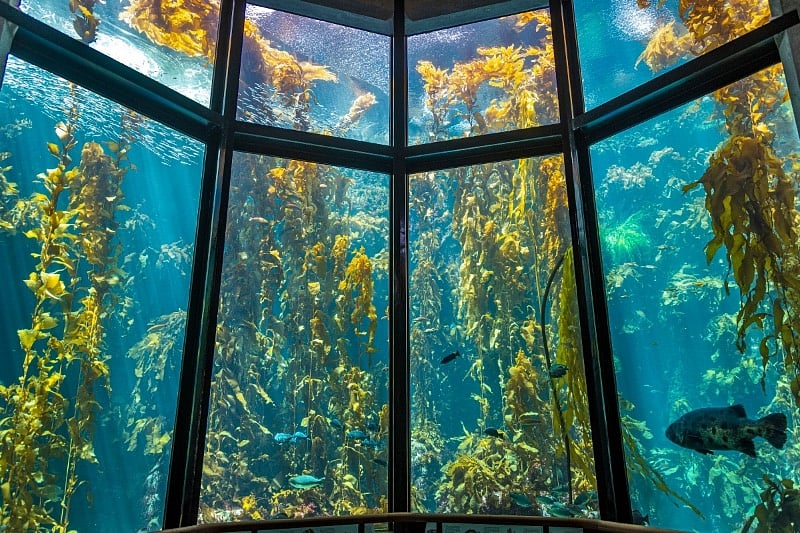 Cannery row & the Monterey bay aquarium is a 10-15 minute ride down the bike path or quick drive
*beach cruiser and bike lock included during stay