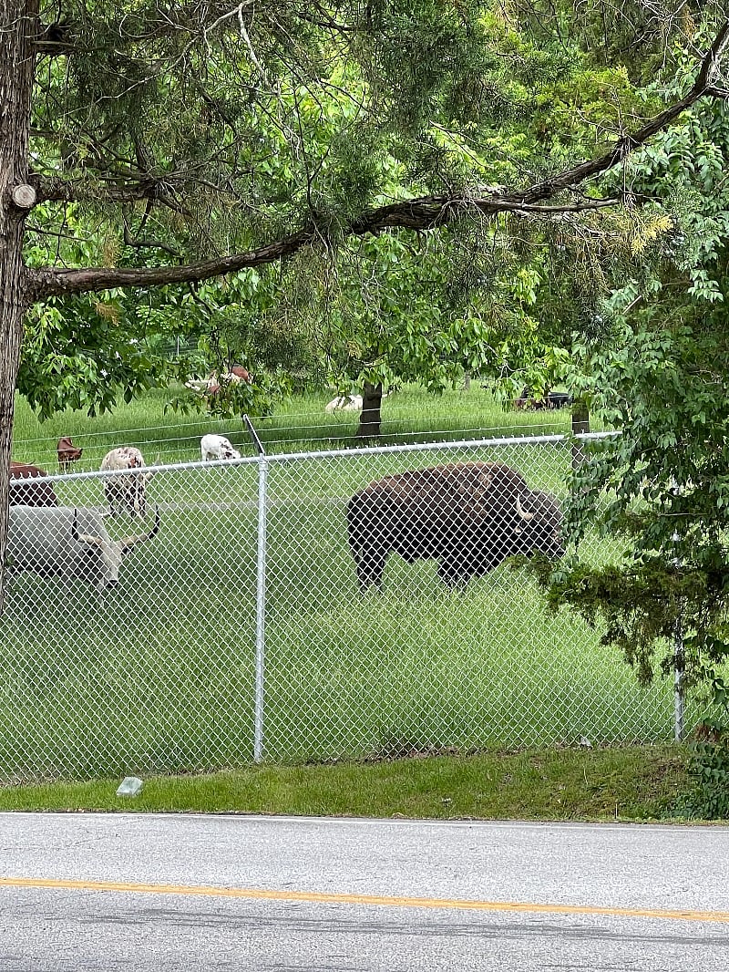 See animals at Grants Farm across the street from the house!