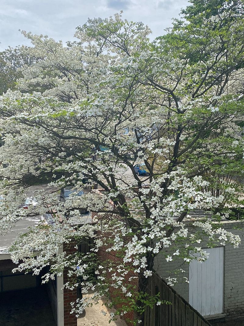 Your view from the balcony in spring!