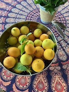 Year round Meyer lemons for lemonade or water,  pie, marmalade etc... or share with your friends and coworkers 