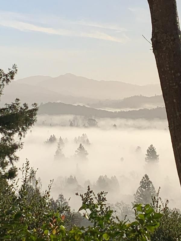 Foggy morning