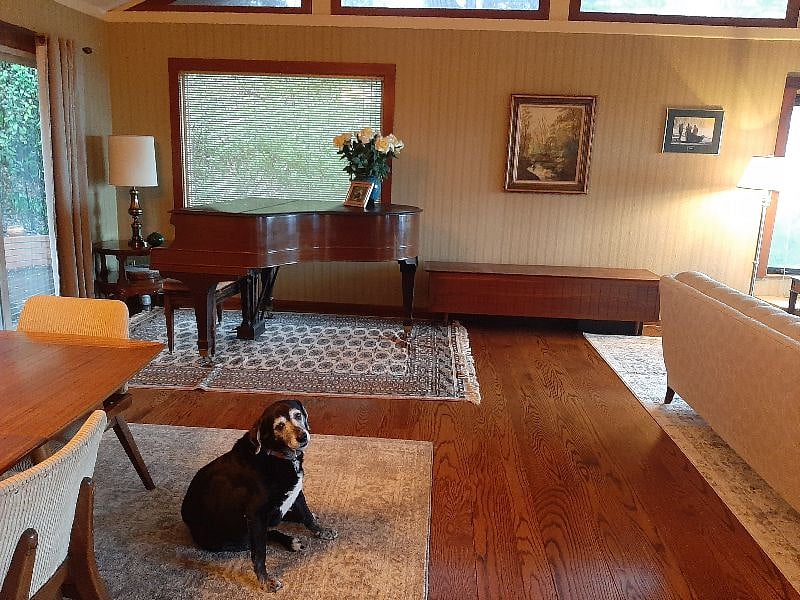 Furry friend chilling in the livingroom 