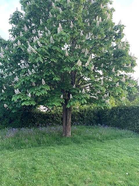 Your chestnut tree and blooming bulbs - spring and summer. 