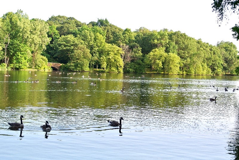 Meet your other neighbors in the park and pond direclty opposite the condominium grounds. Take a power walk around Jamaica Pond. Plenty of people and dog watching!