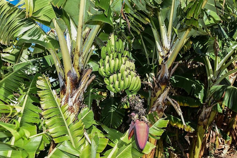 Apple bananas